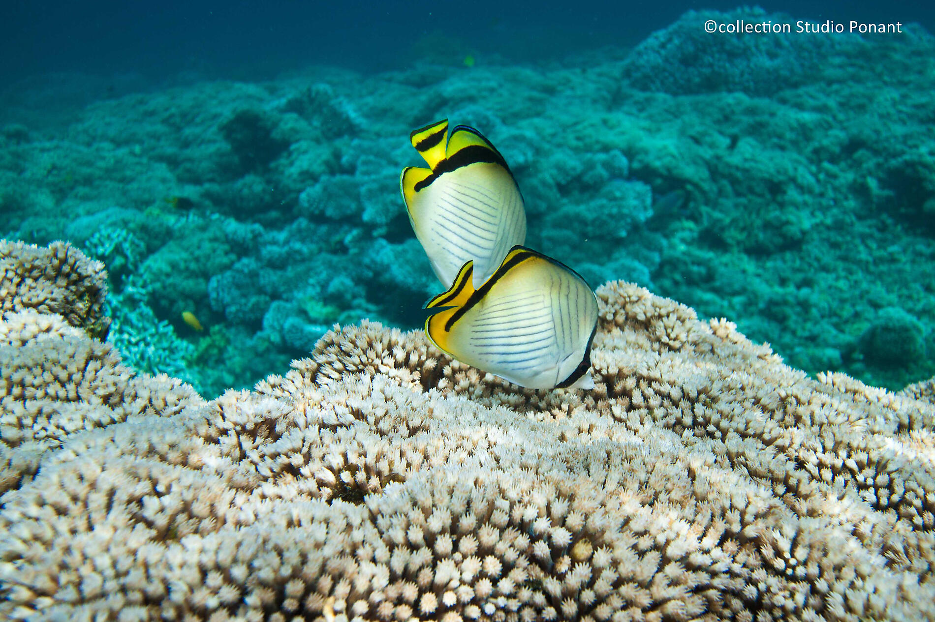 No-846_A110917_Wakatobi-Marine-Park_Sulawesi©StudioPONANT-NathalieMichel.jpg