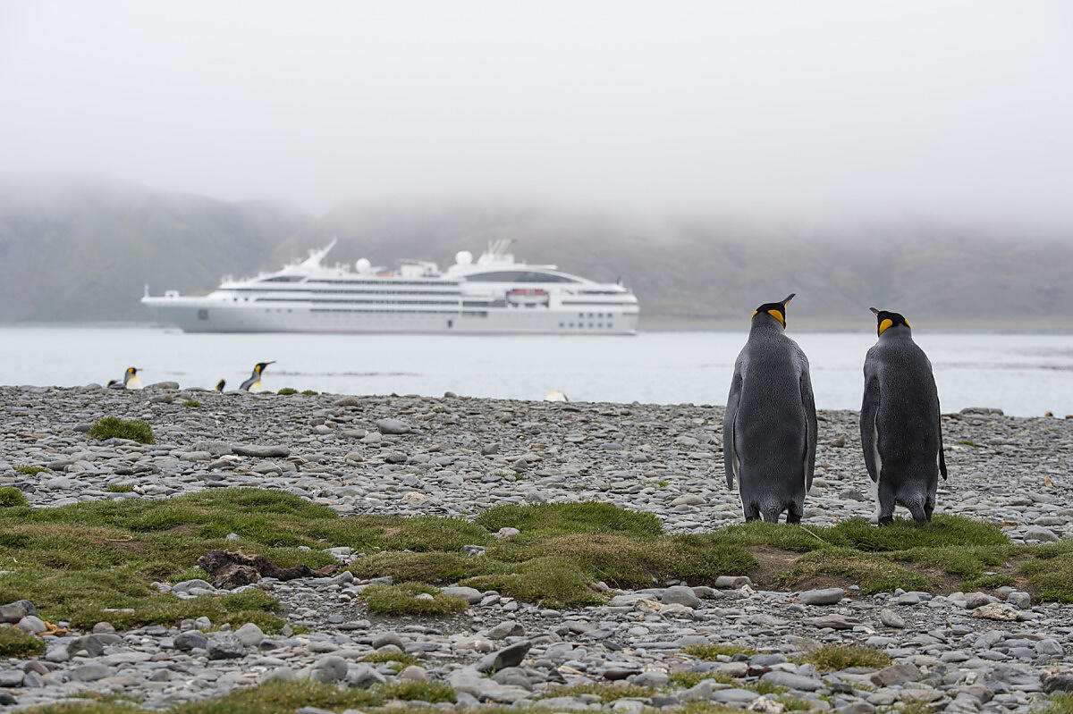 6594 - Fortuna Bay - Georgie du Sud-OK.JPEG