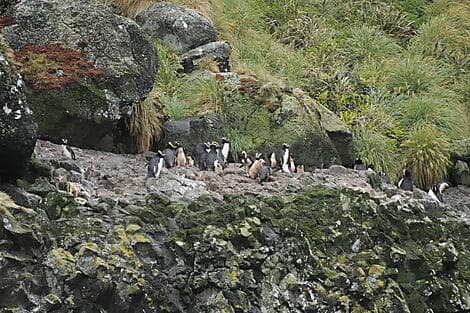 10 Jan 26 - Antipodes Islands
