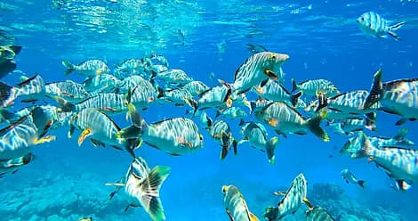 16 Nov 26 - Mataiva, Tuamotu Islands