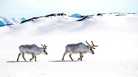 11 June 26 - Soraust-Svalbard Nature Reserve