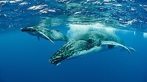 Ocean addict whale expedition by zodiac