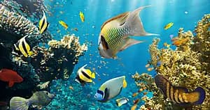 Lagoon discovery with snorkeling