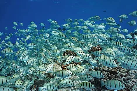 26 Jan 27 - Makatea, Tuamotu Islands