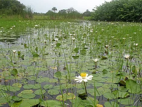 16 Dec 26 - Orango Island, Bijagos