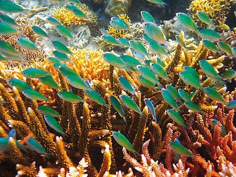 5 Mar 27 - Lamotrek Atoll