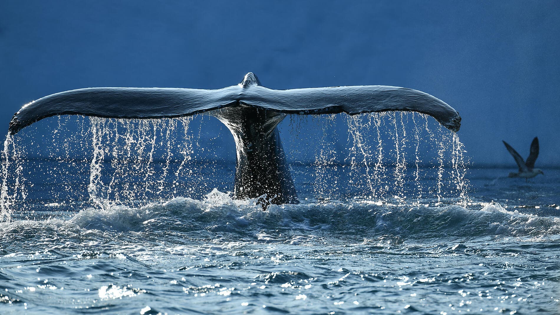 Baffin Bay secrets 