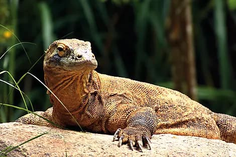 15 Feb 27 - Komodo National Park