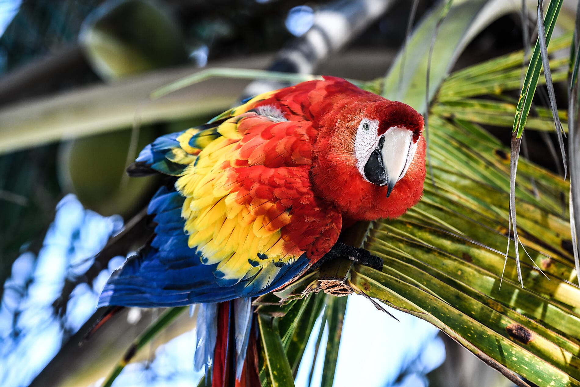 A Tropical Odyssey in Central America 