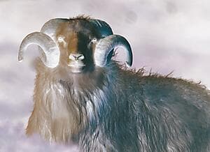 Visit to a goat farm