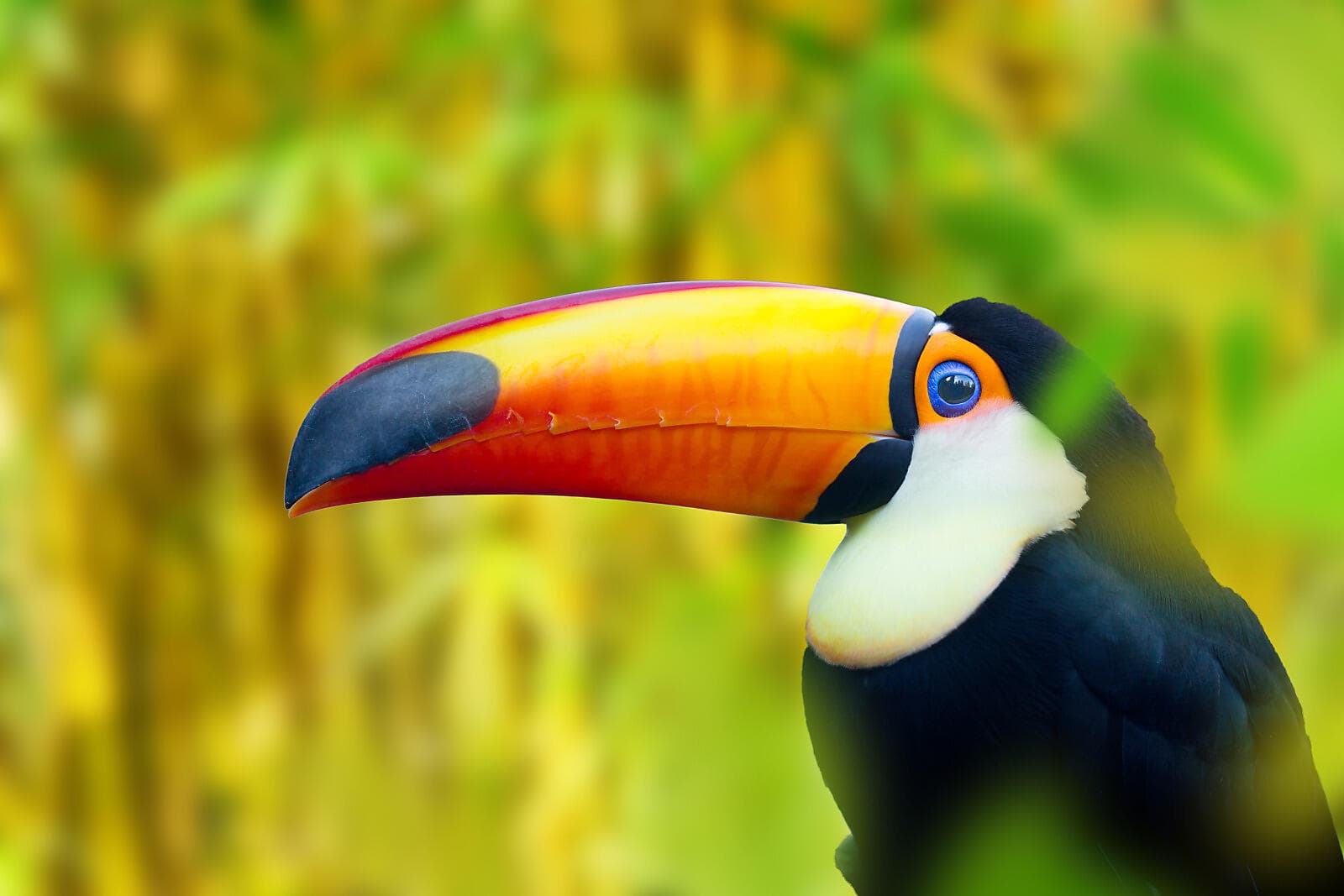 A Tropical Odyssey in Central America 