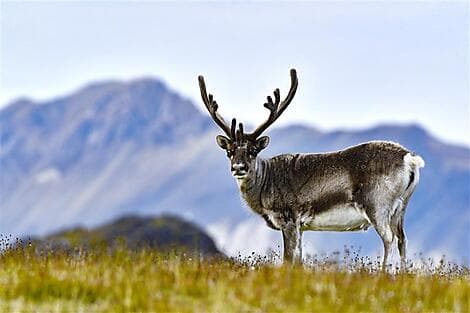 31 July 26 - South-West Region of Spitsbergen