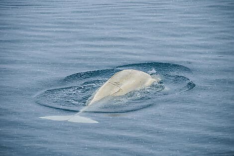 11 Sept 26 - Prescott Island, Nunavut