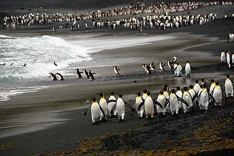 5 Jan 26 > 6 Jan 26 - Macquarie Island
