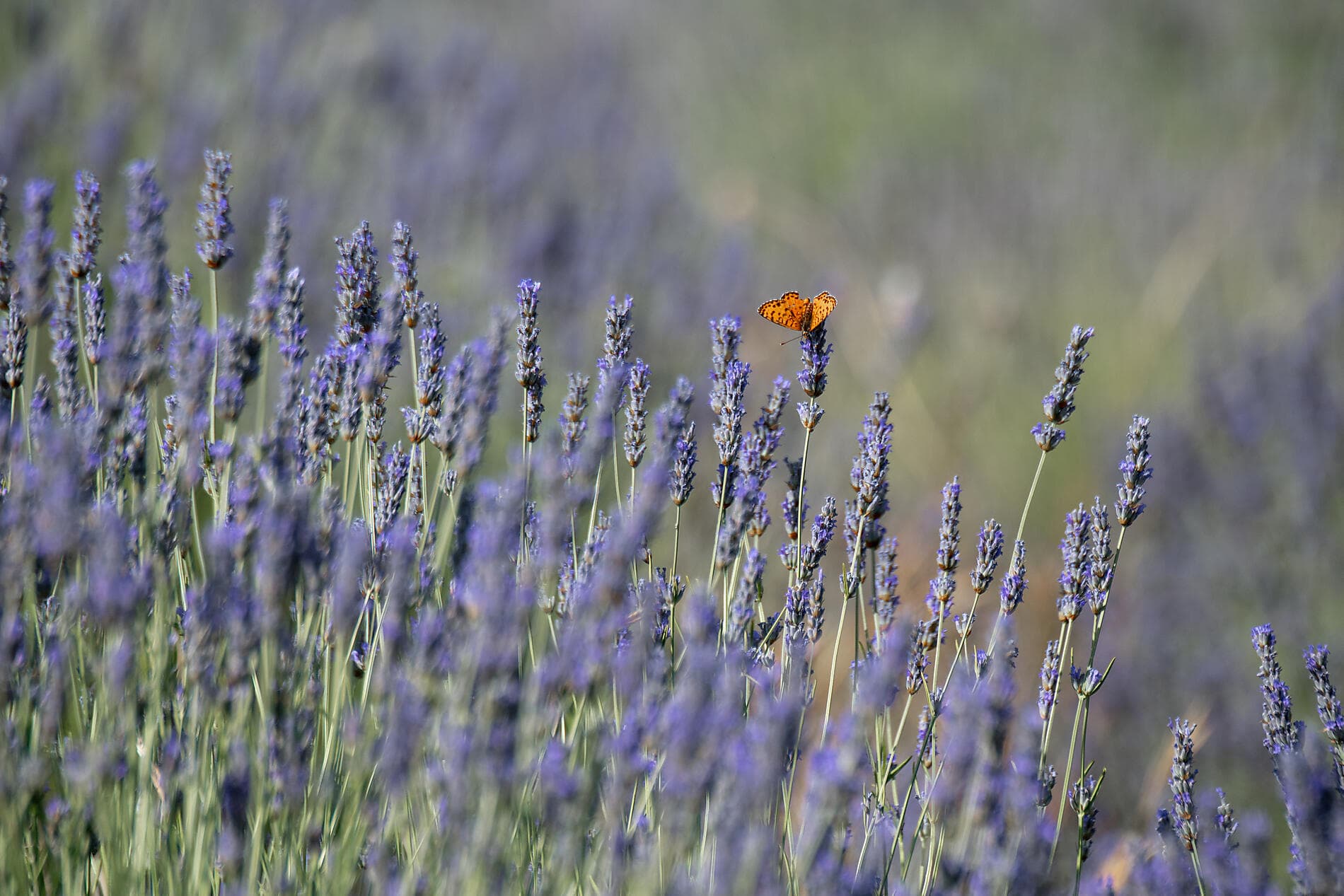 From Malta to the shores of the Adriatic 