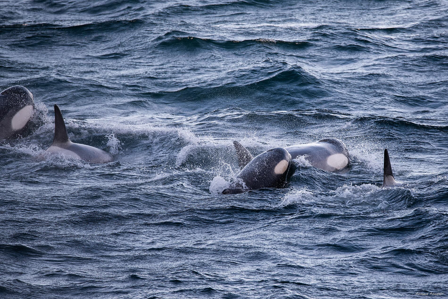 Unexplored Antarctica between Two Continents 