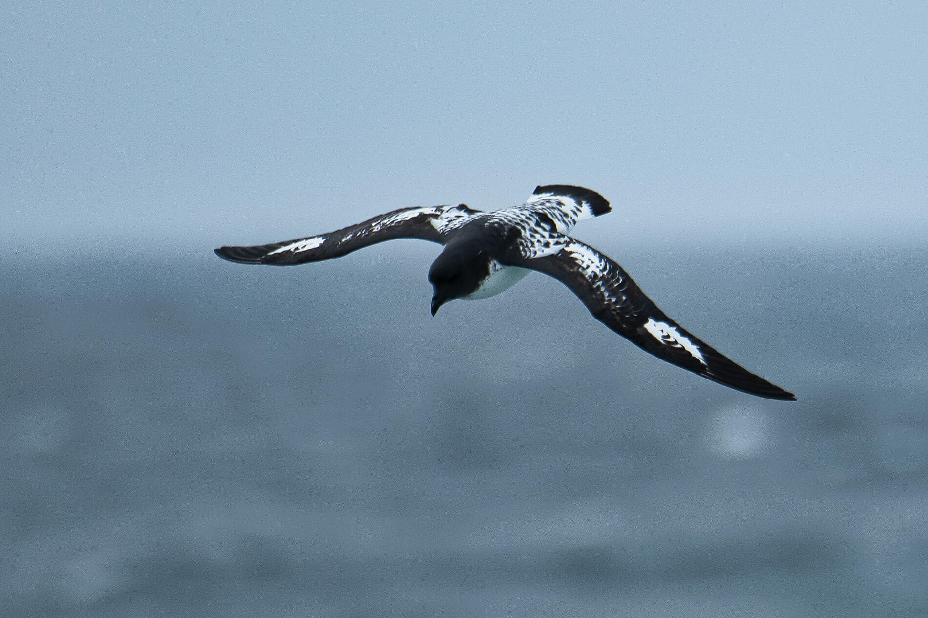 The best of Chilean Fjords 