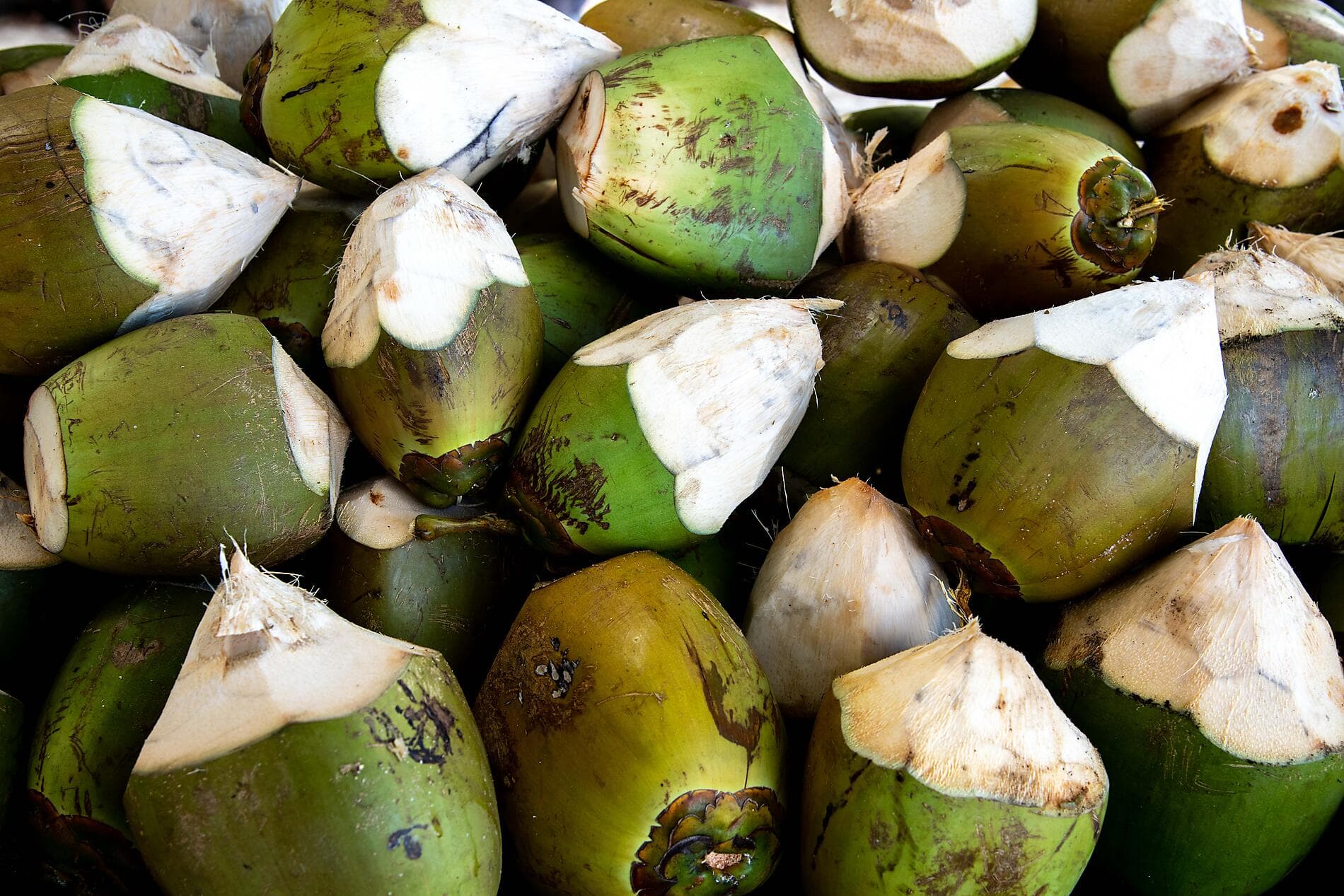 Zanzibar, Aldabra & the treasures of the Indian Ocean 