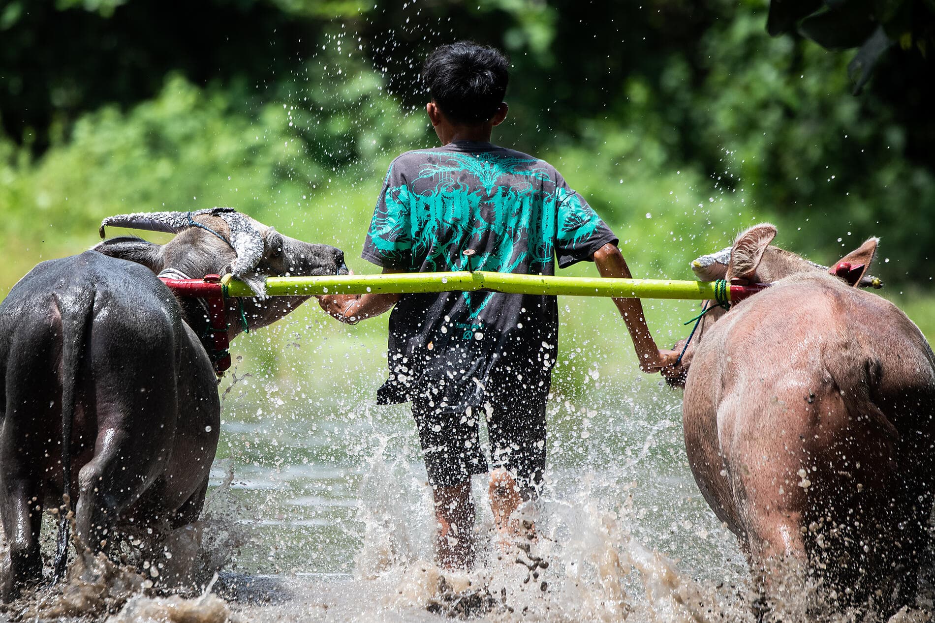 Wild Lands of Indonesia