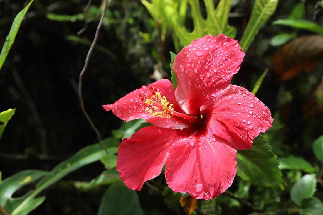 Relaxing day in Fiji Islands