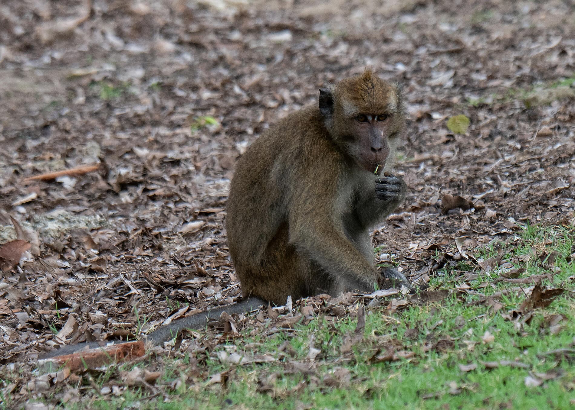 Islands, cities and volcanoes of Indonesia  
