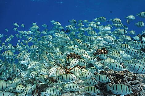 12 June 27 - Rangiroa, Tuamotu Islands