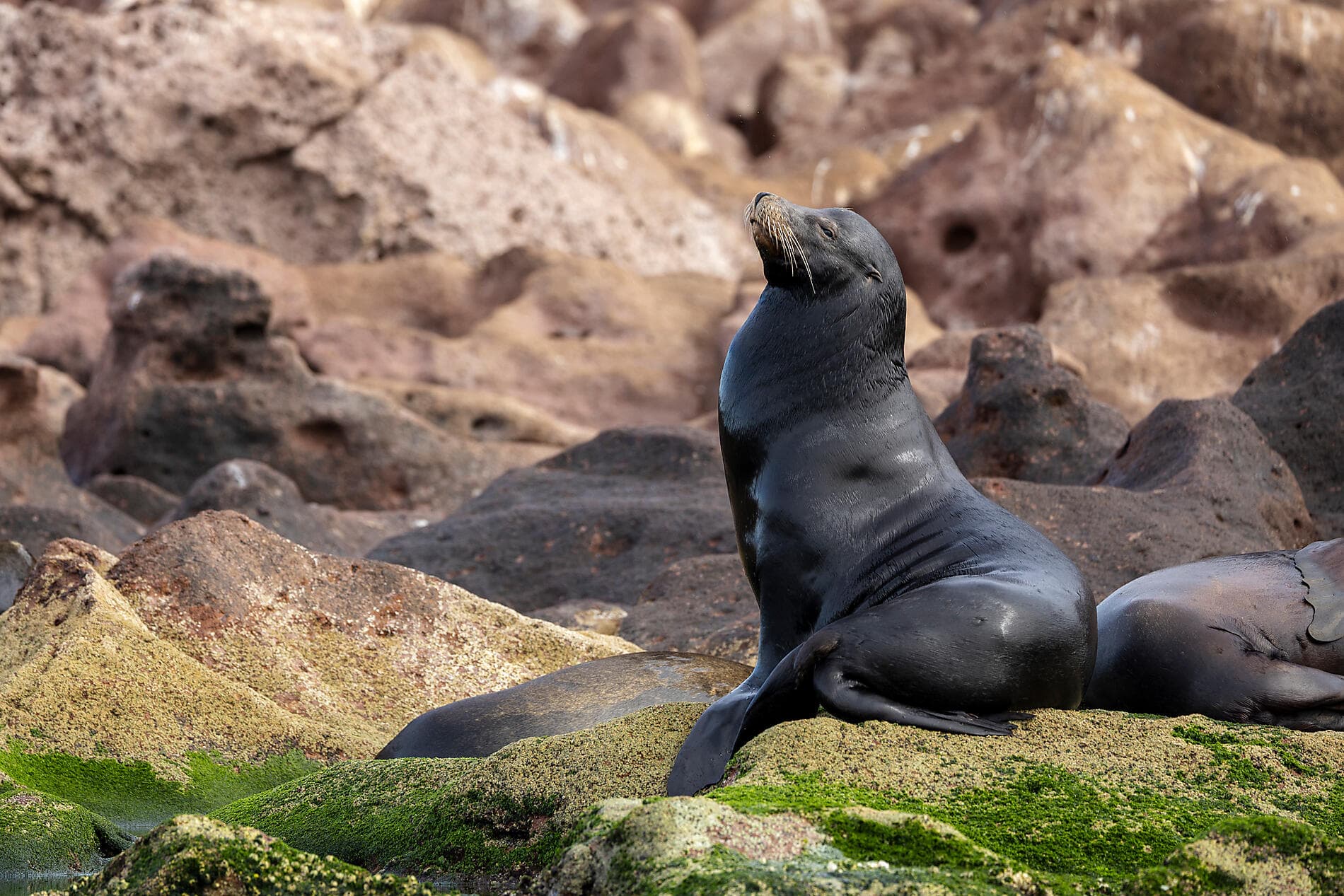 Exploration in the Heart of Baja California 