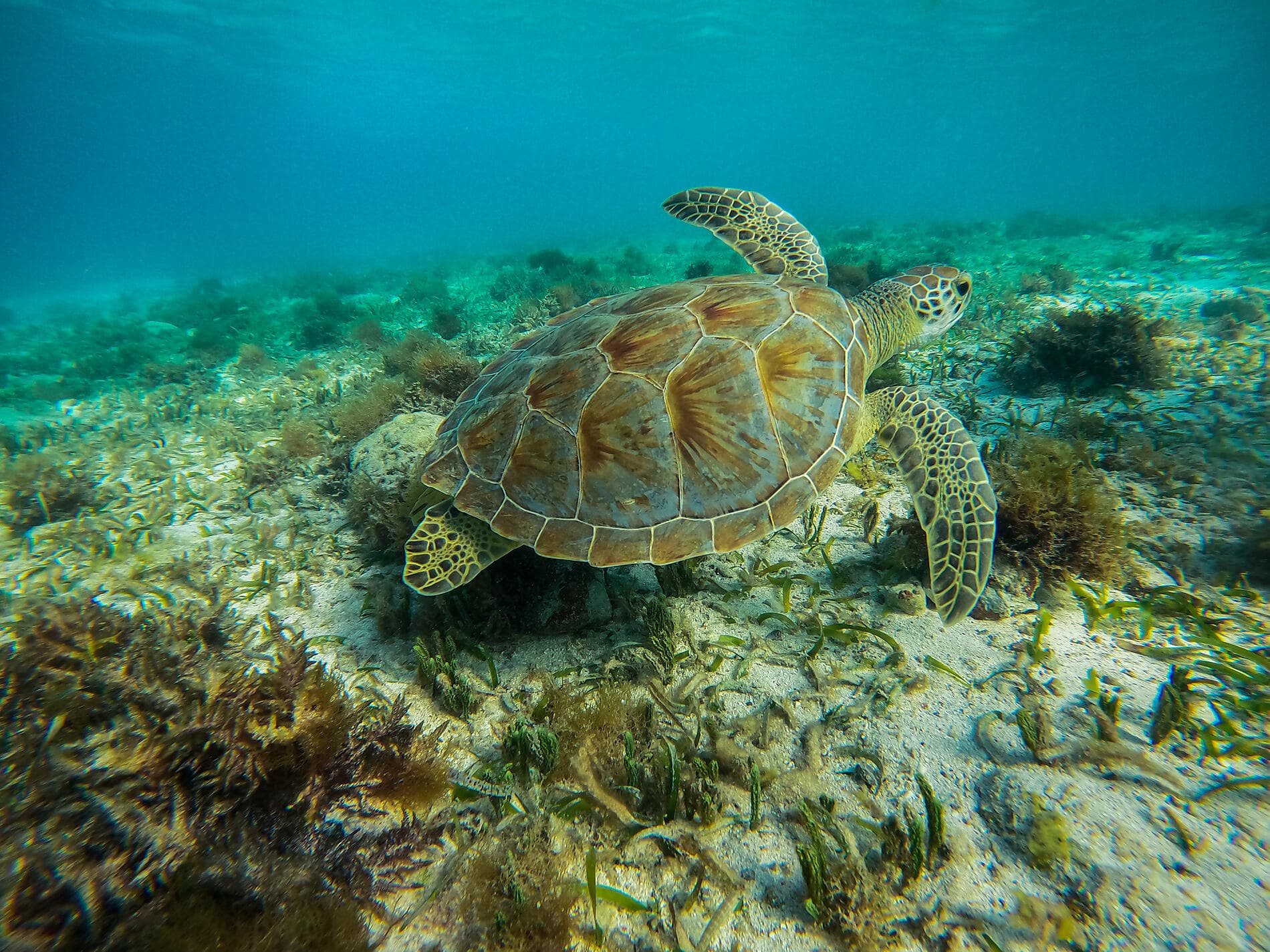 Pearls of the Caribbean 