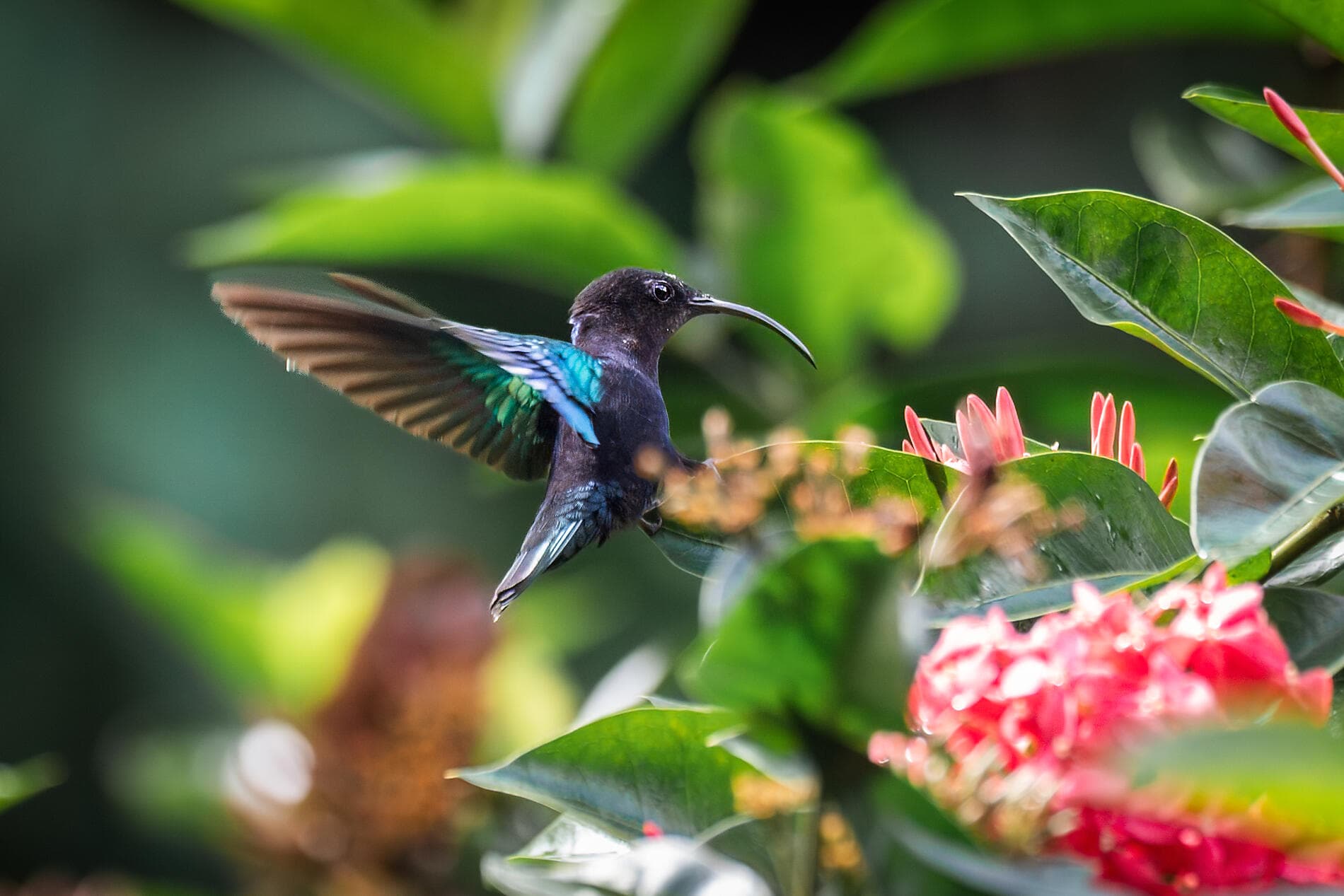 Pearls of the Caribbean 