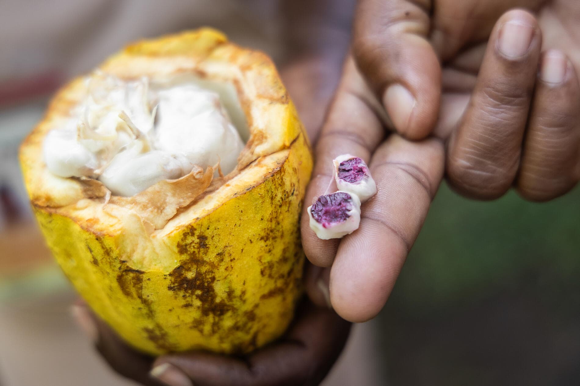 Pearls of the Caribbean 