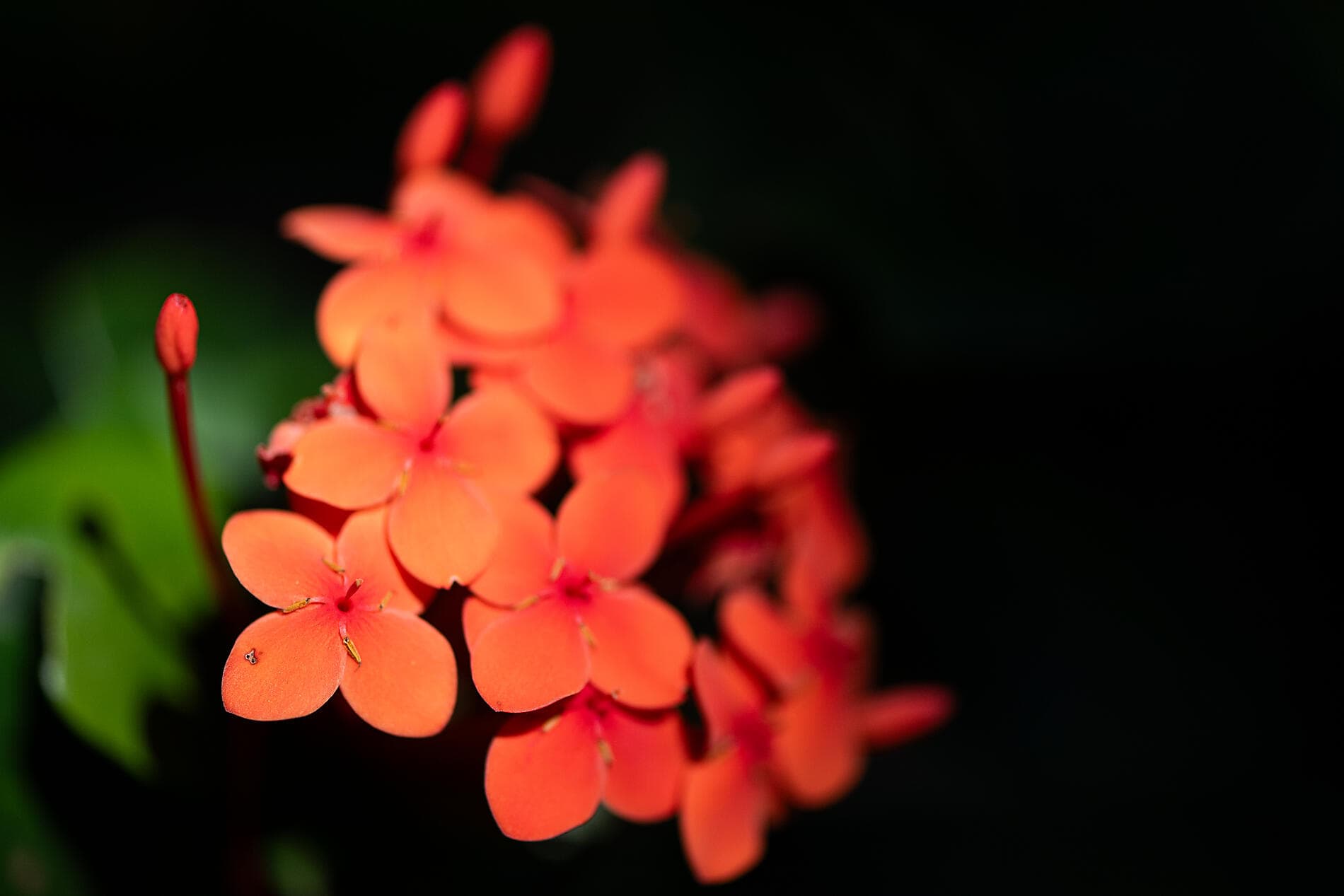 Wonders of the Caribbean 