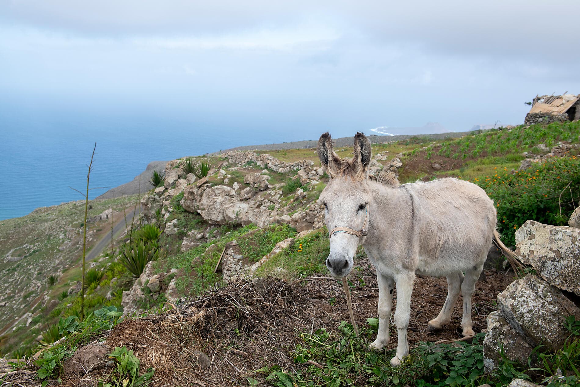 Volcanic landscapes from Cape Verde to Canary Islands 