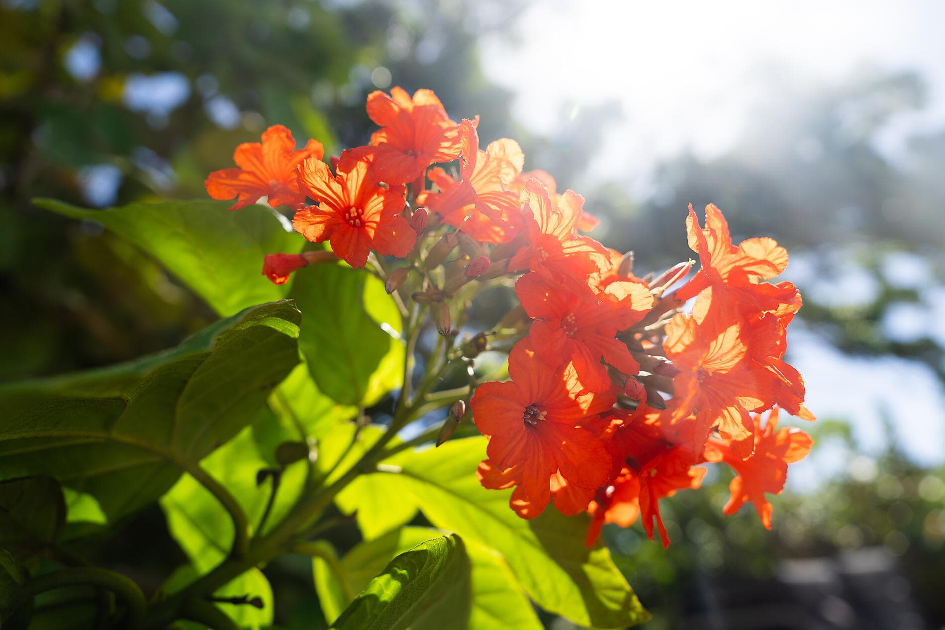 Panama, Colombia & Caribbean Islands 