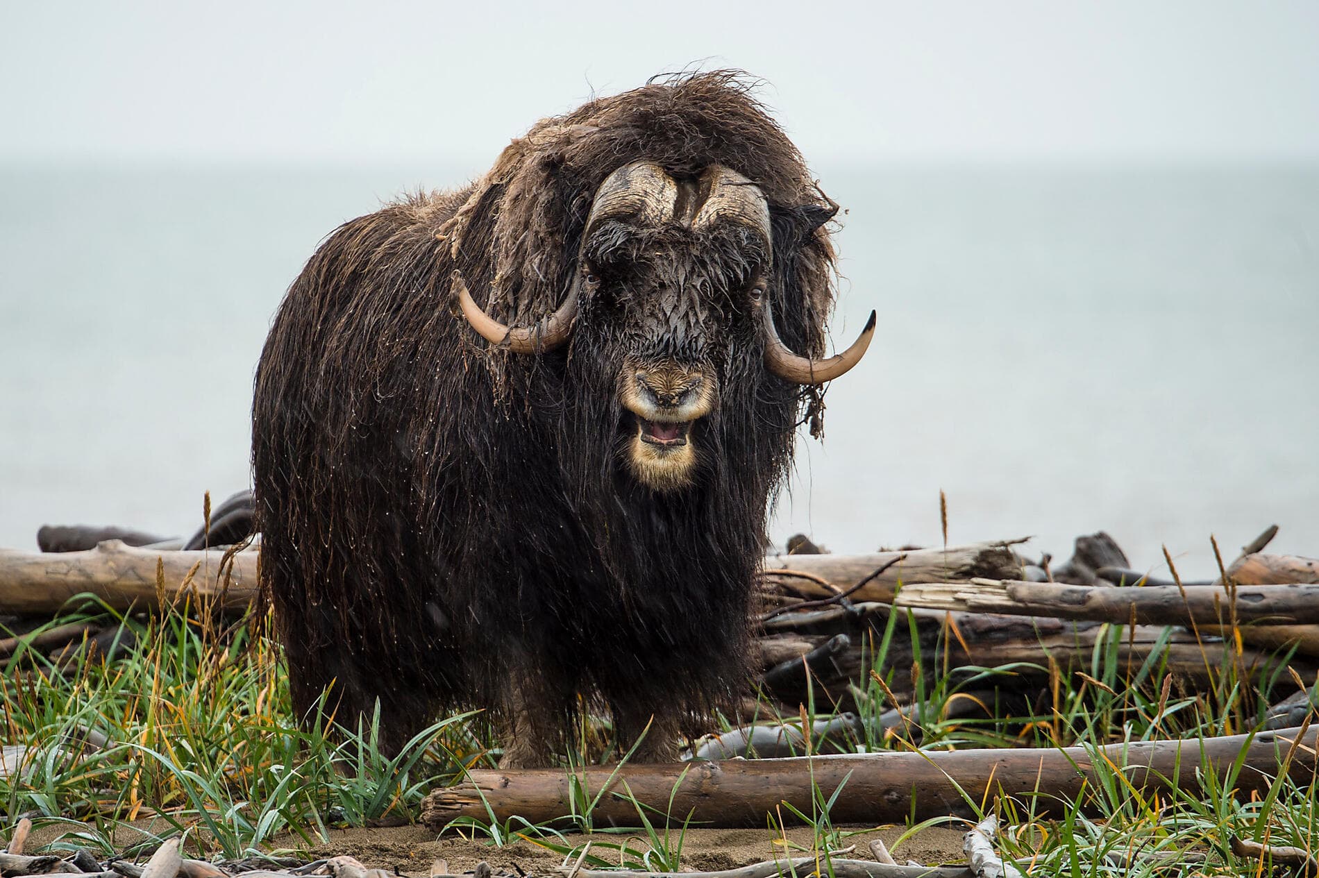 Baffin Bay secrets 