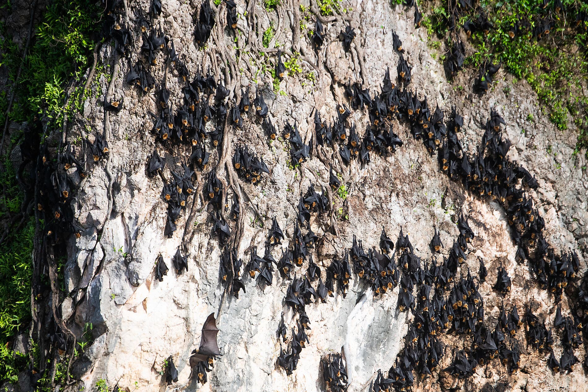 Exploring the Malay Archipelago 
