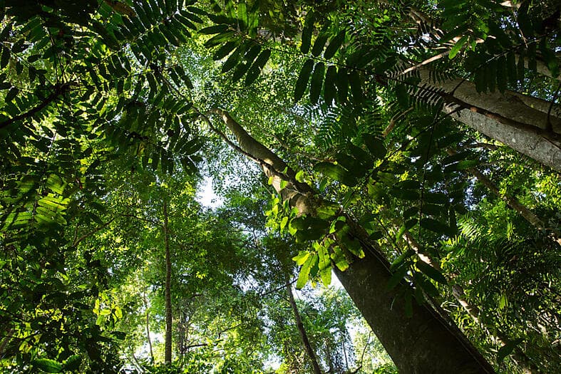 Exploring the Malay Archipelago 