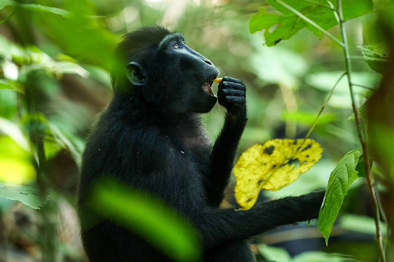 Exploring the Malay Archipelago 