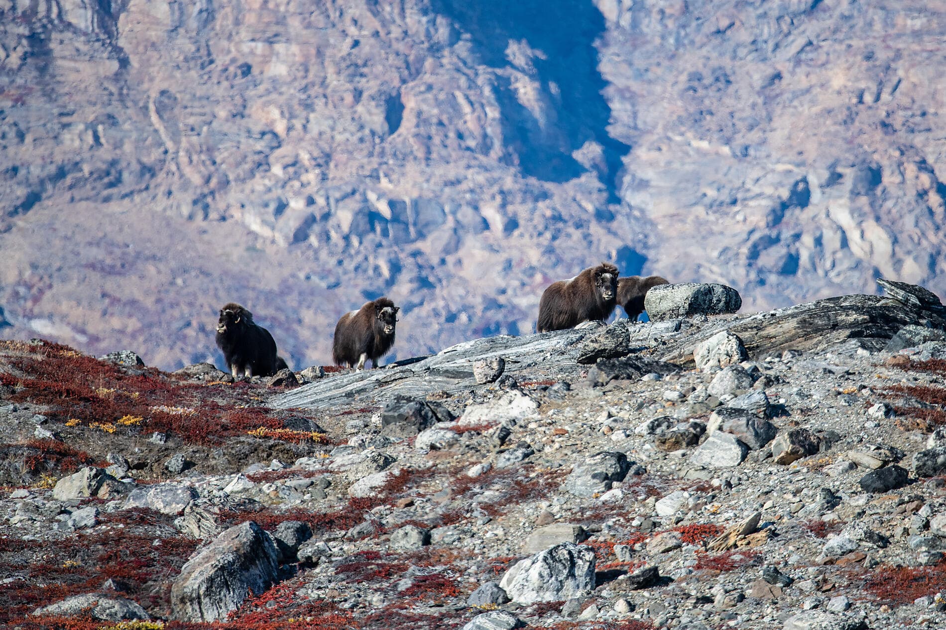 The Geographic North Pole and exploration of northern Greenland