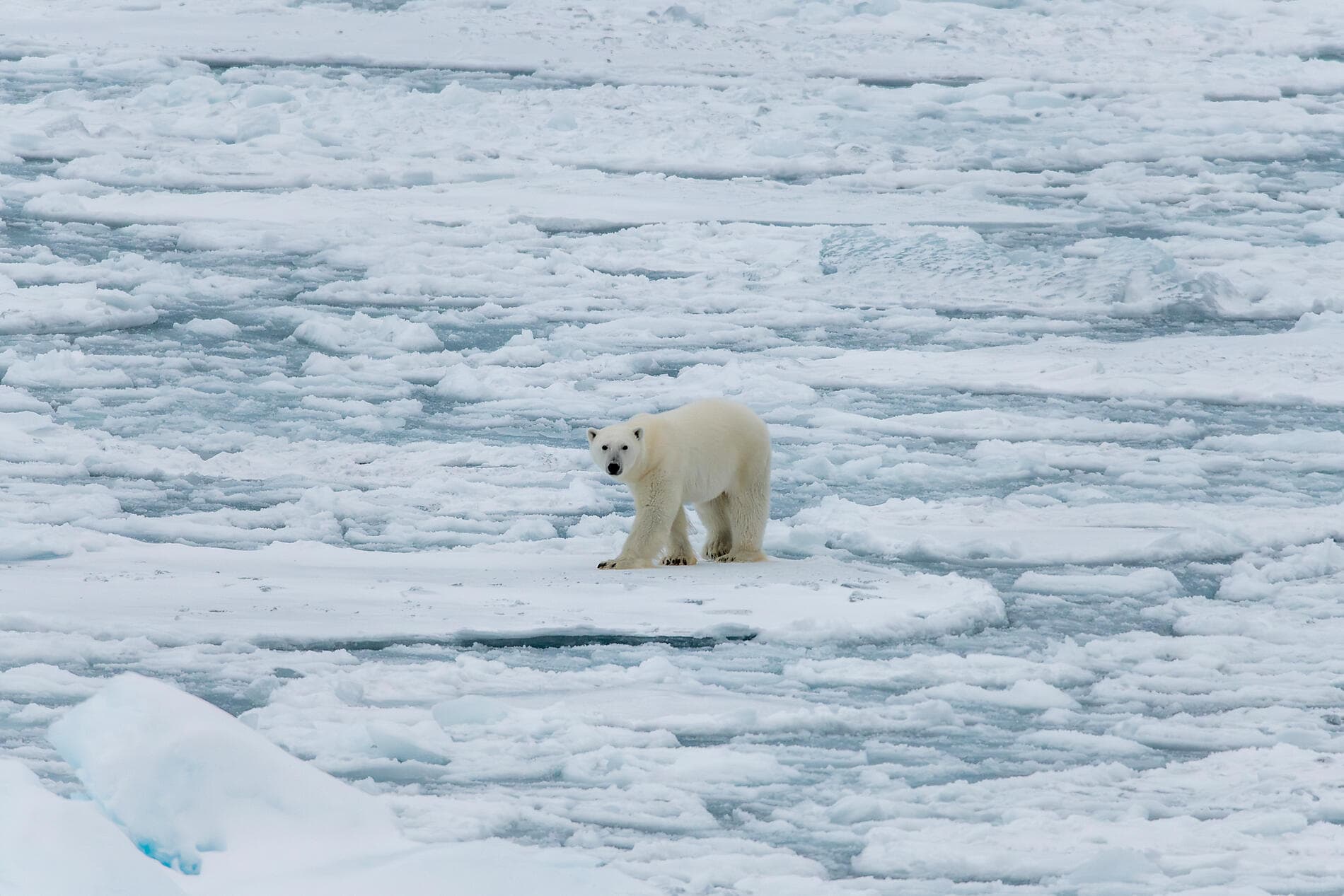 The Geographic North Pole and exploration of northern Greenland