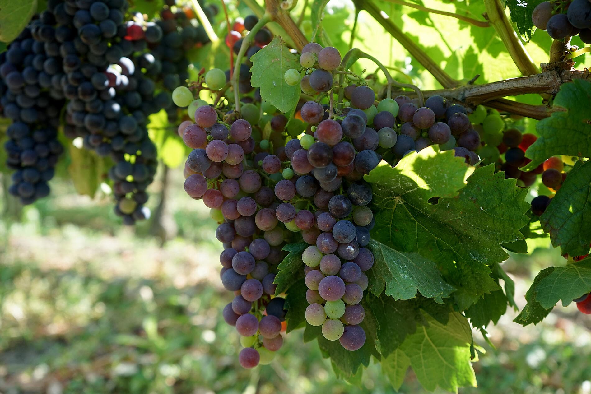 Gastronomy, Vineyards & Grands Crus 