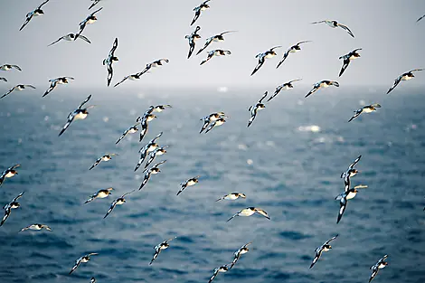 18 Dec 25 > 19 Dec 25 - Crossing the Drake Passage