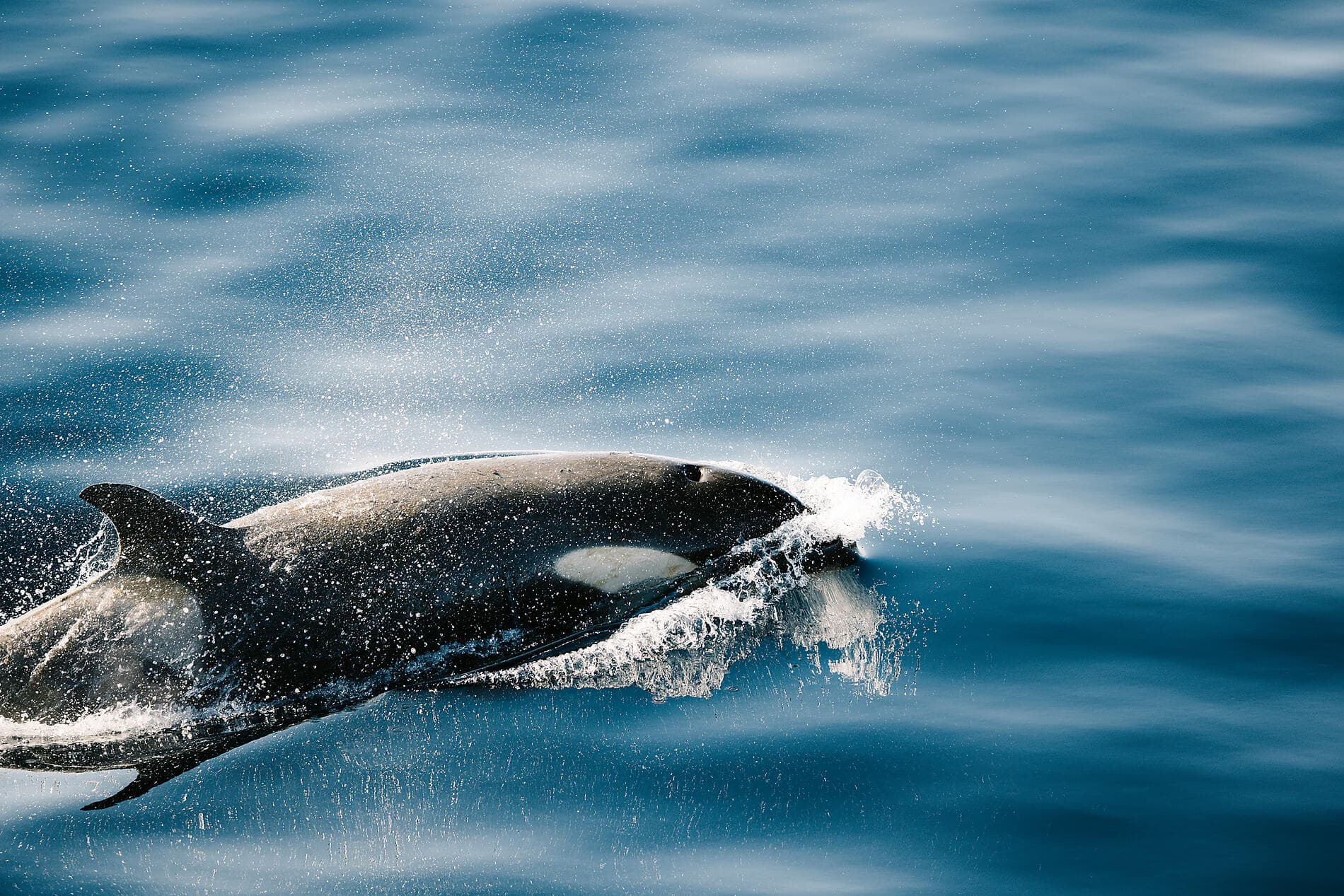 Unexplored Eastern Antarctica between Two Continents 