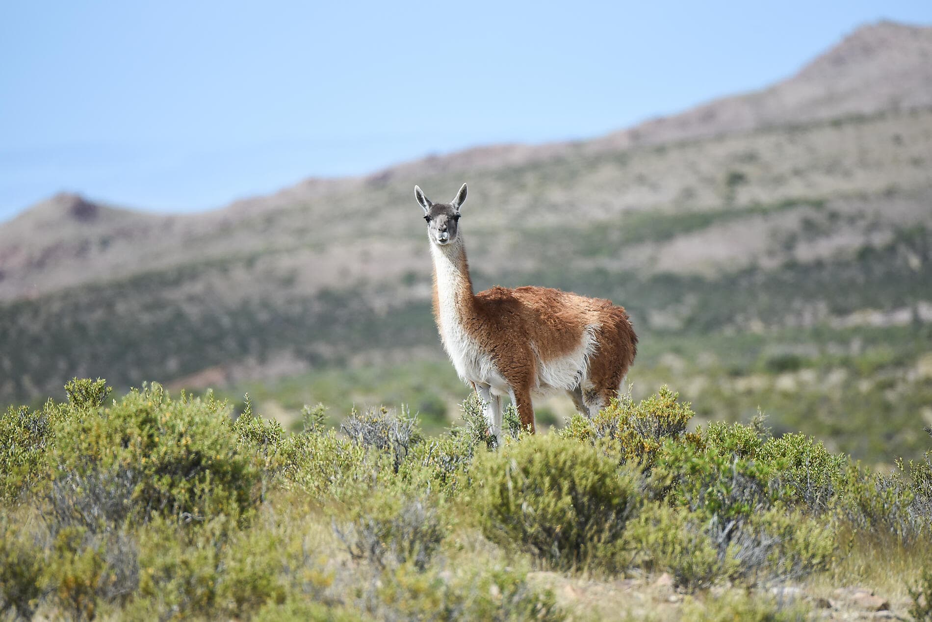 Falklands, South Georgia & Valdes Peninsula: in the Heart of the Wilderness 