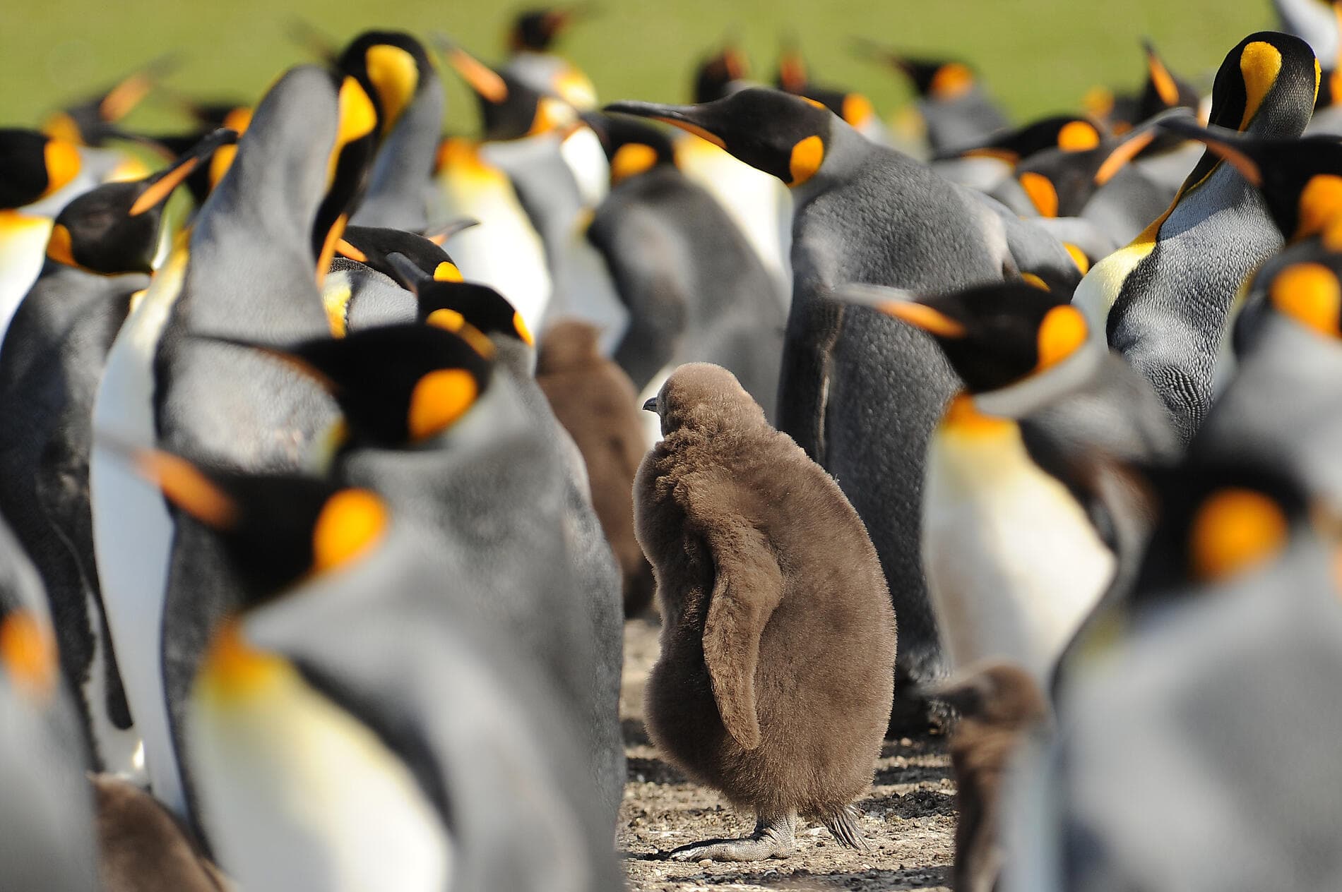 Falklands, South Georgia & Valdes Peninsula: in the Heart of the Wilderness 