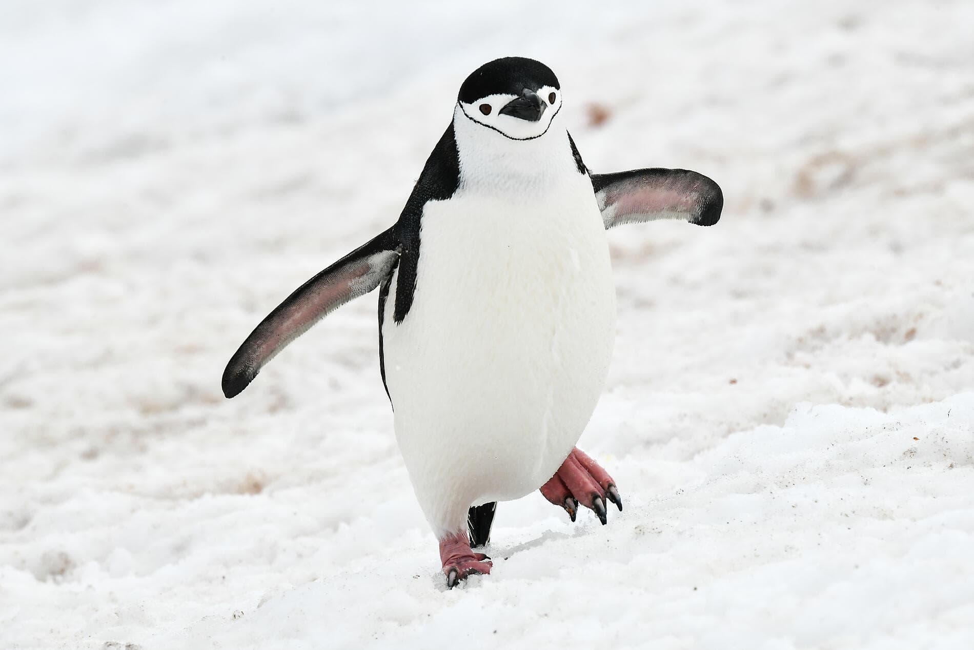 Emblematic Antarctica 