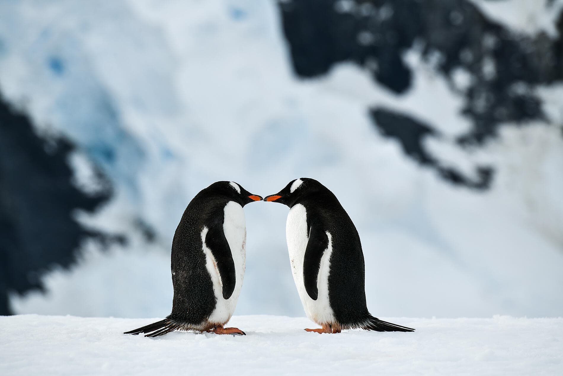 Emblematic Antarctica 