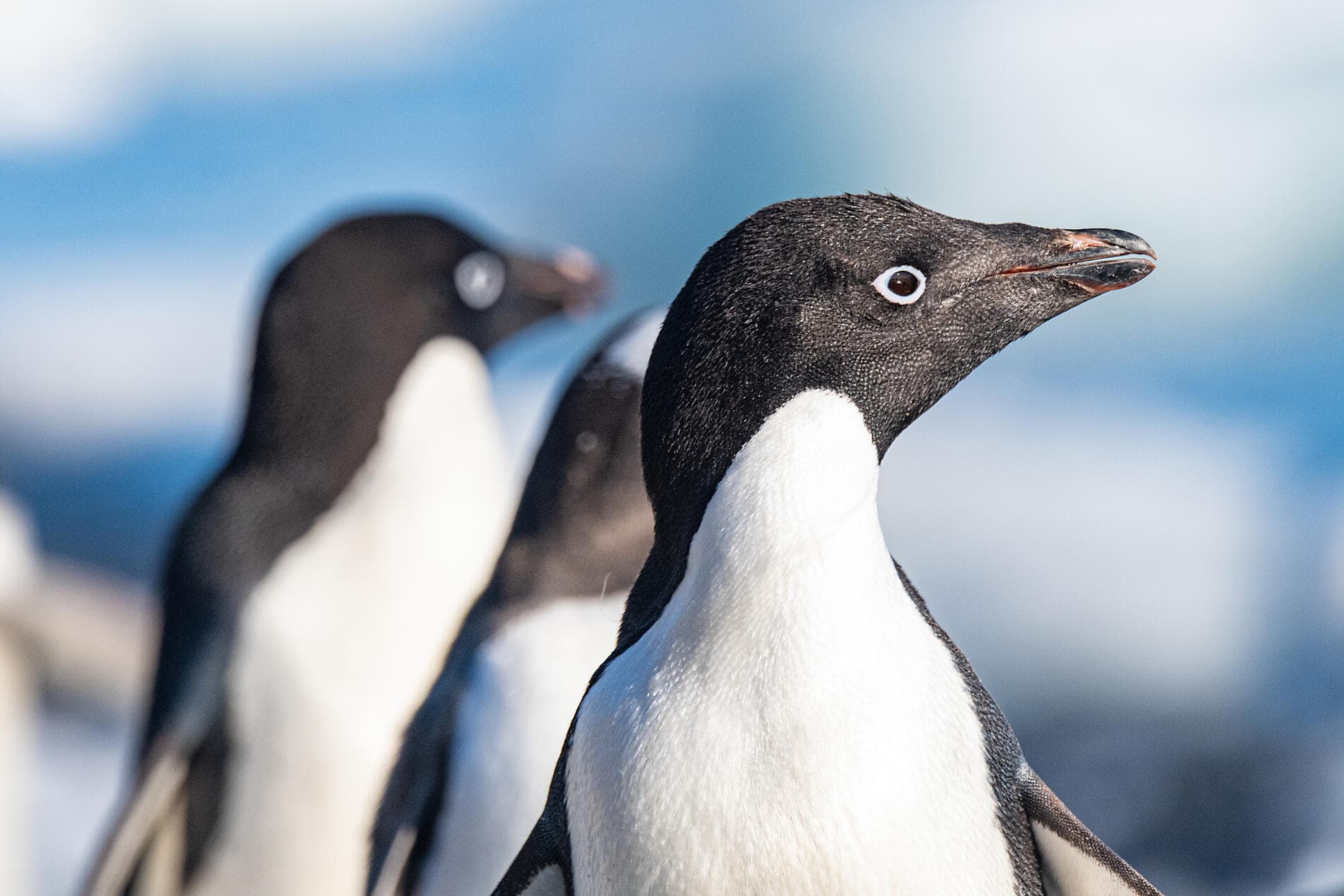 Entre deux continents, terres inexplorées occidentales d'Antarctique 