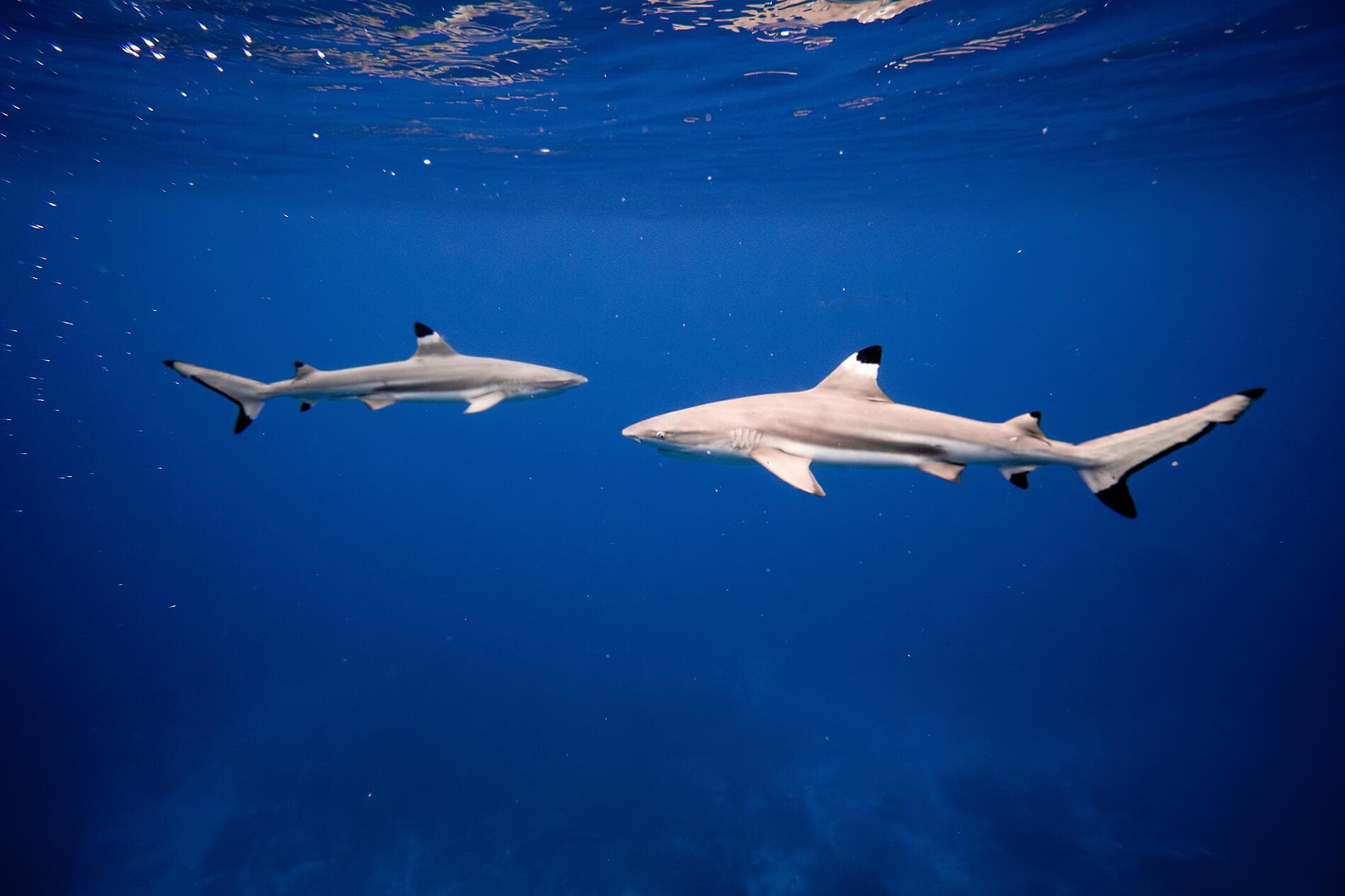 Pearls of the Society Islands ©StudioPONANT-Adrien MORLENT