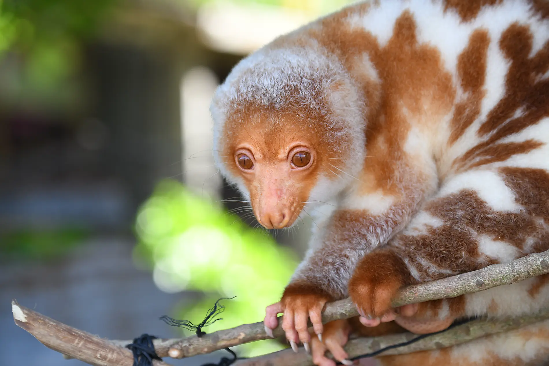 Little-known treasures of Melanesia 