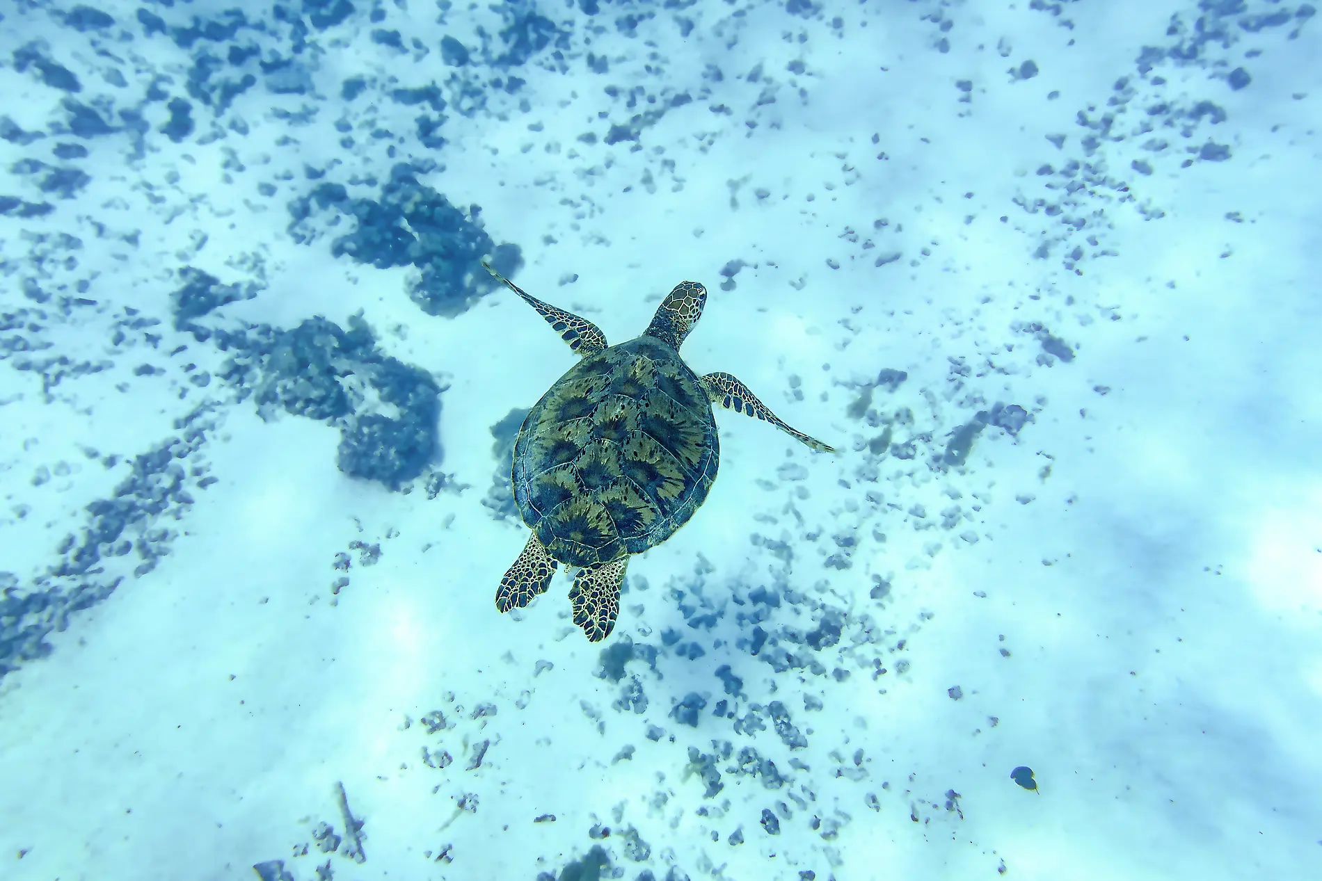 Fiji, Tonga, Cook Islands and Society Islands 